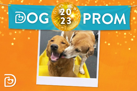 Dog Prom! - Woodbridge