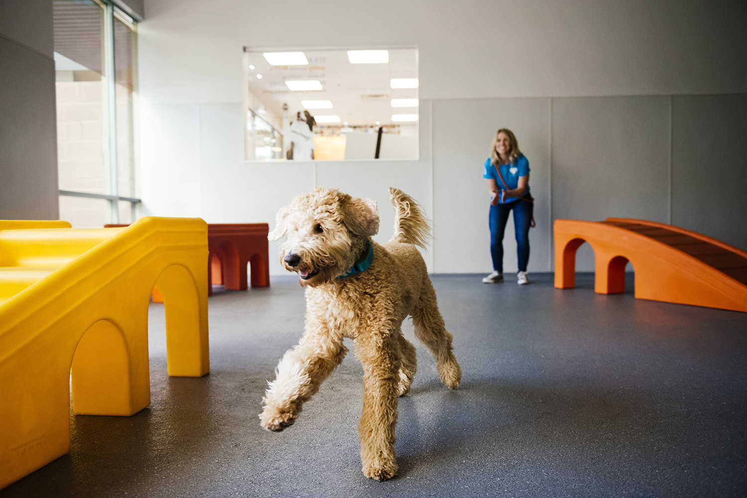 Dog Daycare, Spa, Boarding Richmond Dogtopia Chesterfield