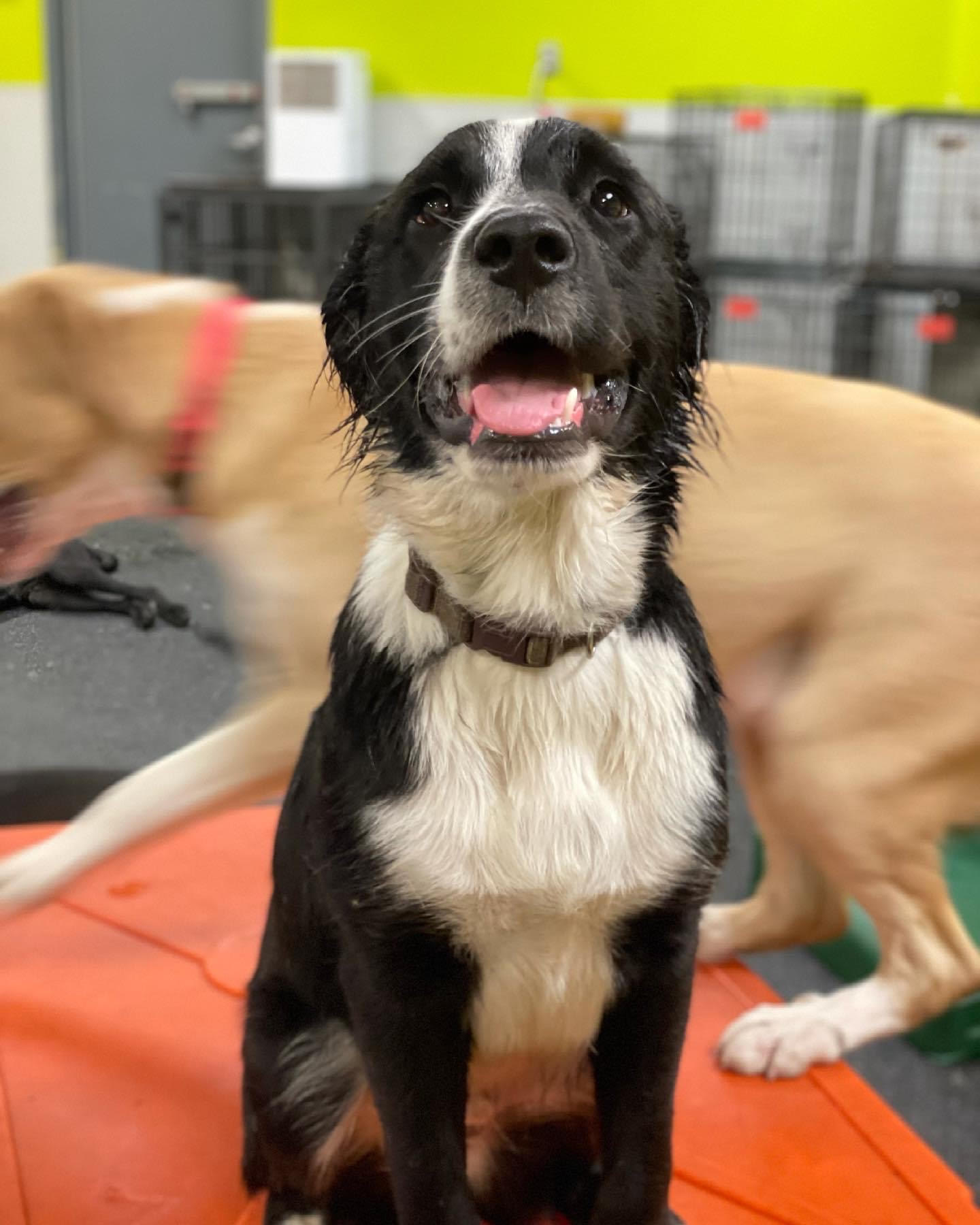 Dog Daycare, Spa, Boarding Richmond Dogtopia Chesterfield