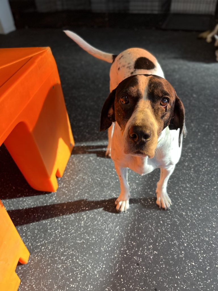 Dog Daycare, Spa, Boarding Richmond Dogtopia Chesterfield