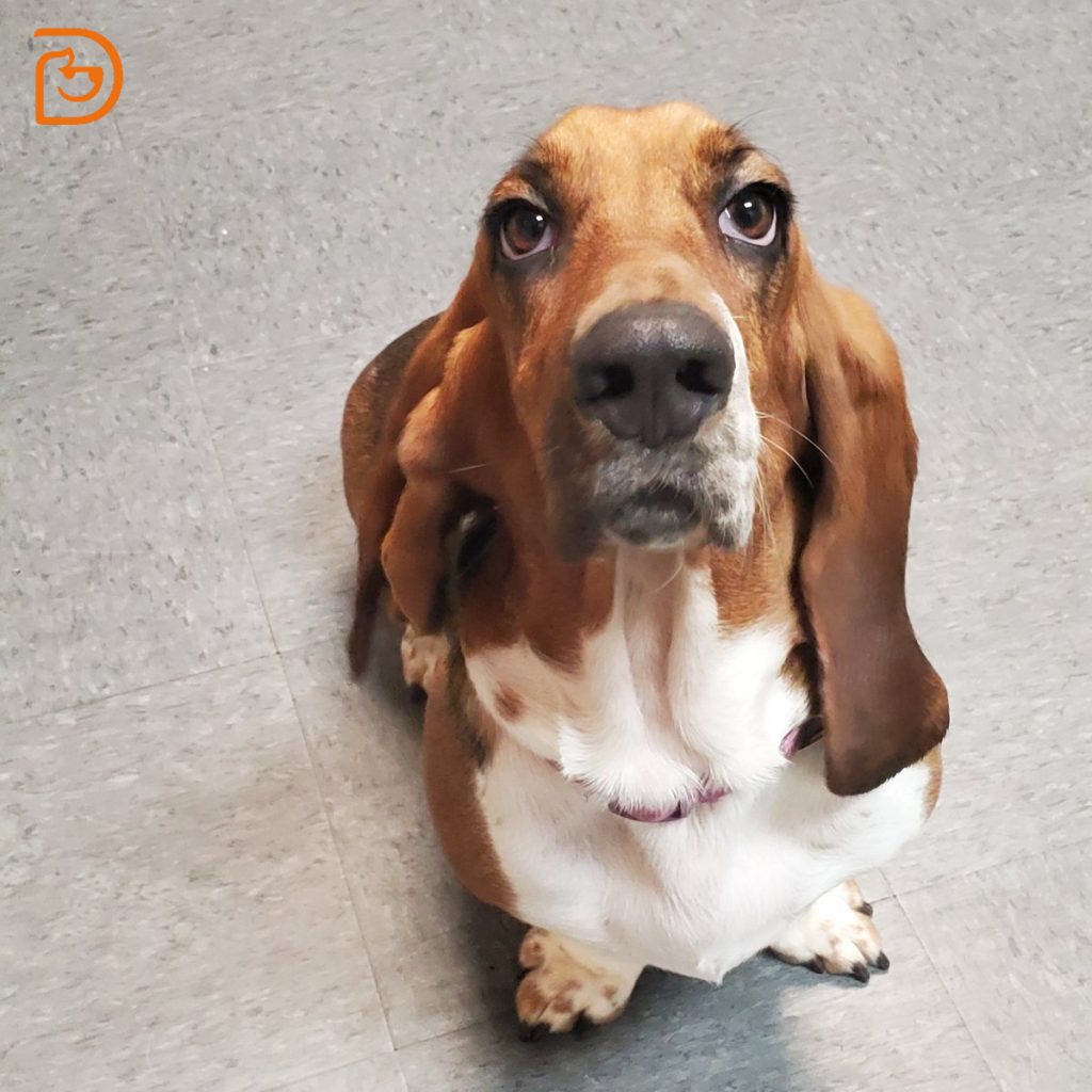 Dog Daycare, Spa, Boarding Springfield Dogtopia Springfield