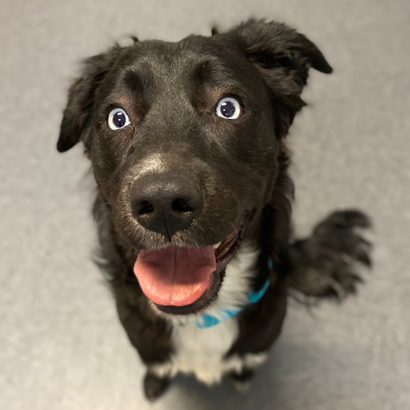 Dog Daycare, Spa, Boarding Springfield Dogtopia Springfield