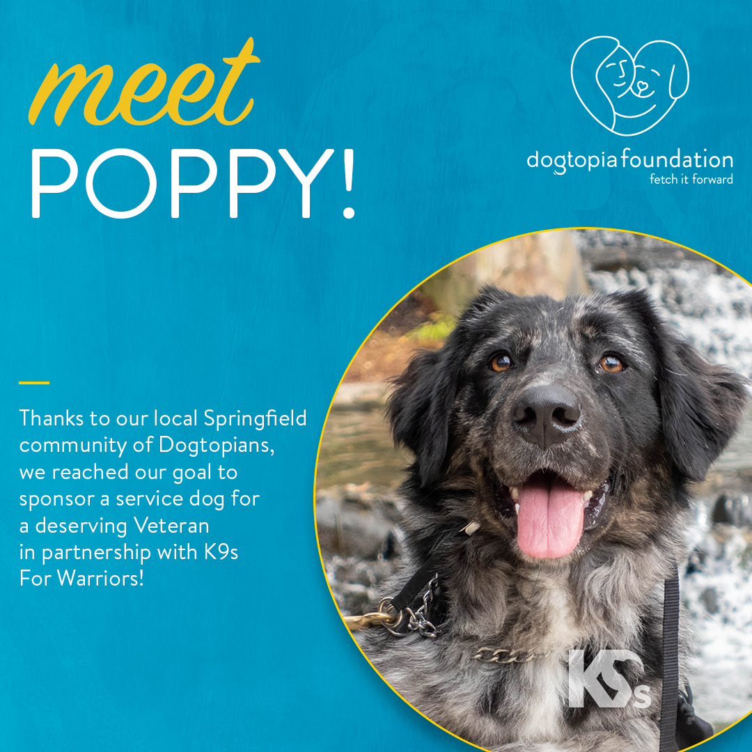 Springfield Poppy Poppy - Springfield