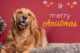 Golden Retriever with Merry Christmas