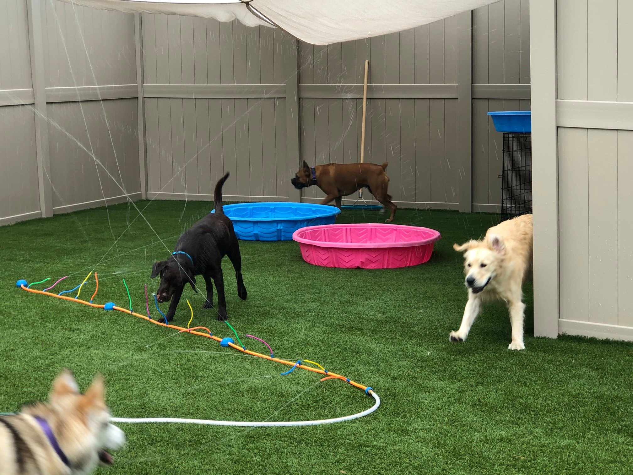 splish splash doggy daycare and spa