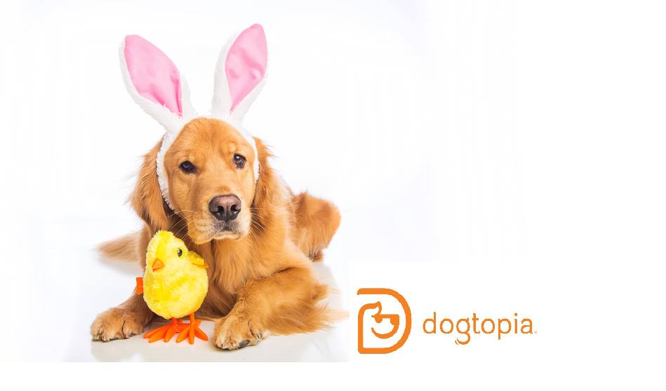 Easter Egg Hunt for our Boarding Dogs! Fredericksburg
