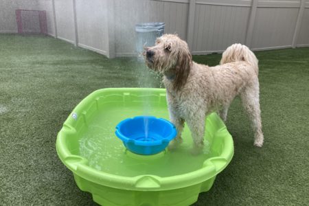 pool_party_dogs_fun