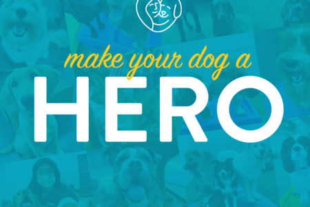 hero_program_new_dogtopia-Foundation