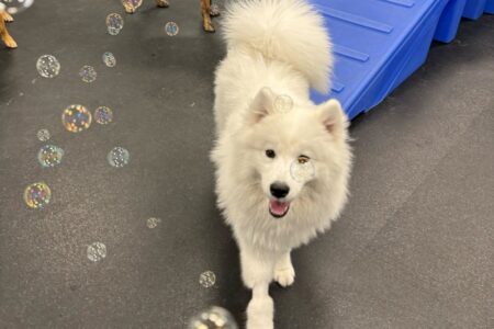 A white dog surrounded by bubbles