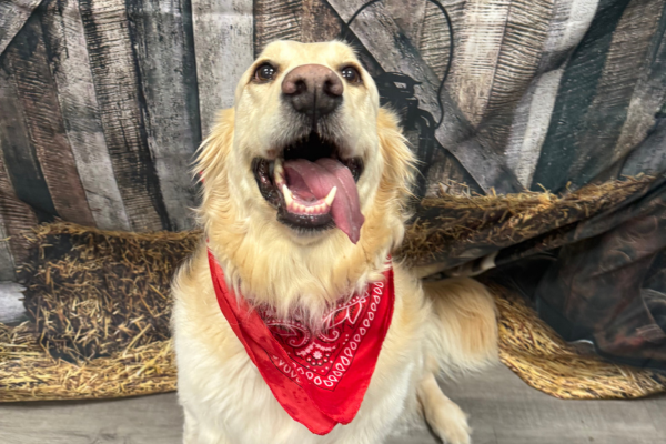 A dog smiling in front of a western-themed photoshoot at Dogtopia of Houston Waugh Drive