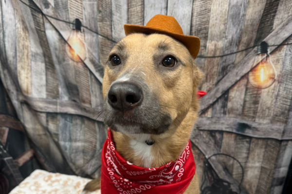 A dog in front of a western-themed photoshoot background at Dogtopia of Houston Waugh Drive