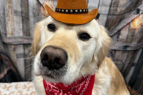 A dog in front of a western-themed photoshoot background at Dogtopia of Houston Waugh Drive