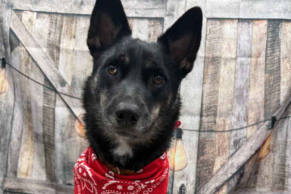 A dog in front of a western-themed photoshoot background at Dogtopia of Houston Waugh Drive