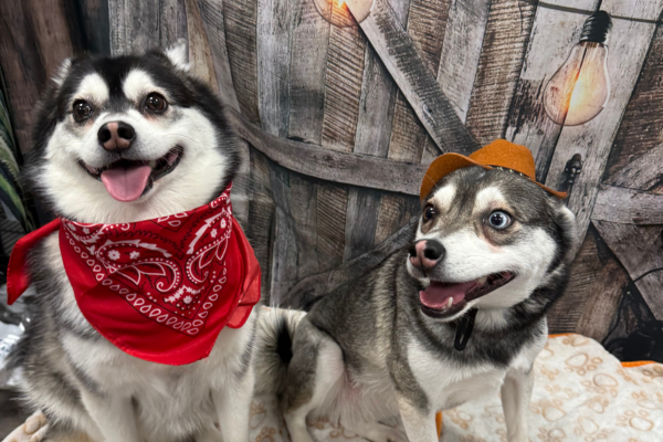 Two smiling dogs in front of a western-themed photoshoot background at Dogtopia of Houston Waugh Drive