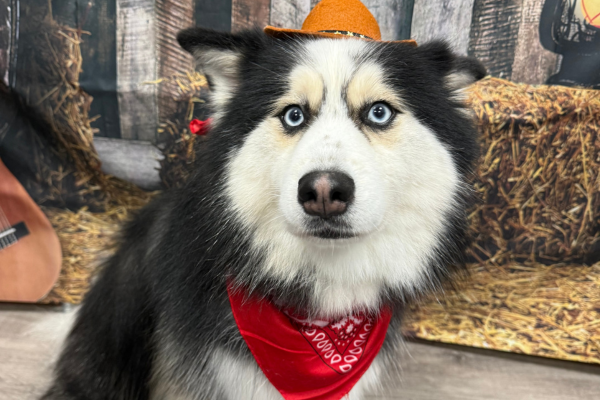 A dog in front of a western-themed photoshoot background at Dogtopia of Houston Waugh Drive