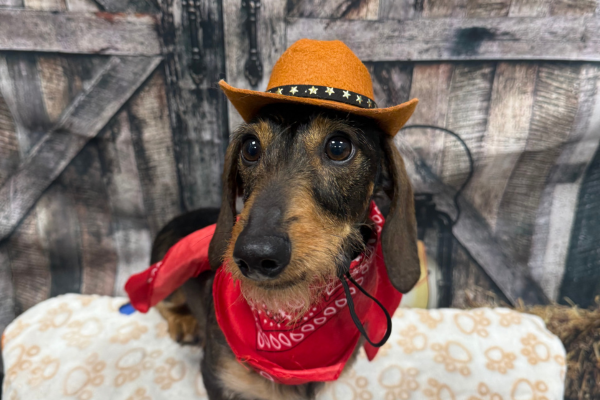A dog smiling in front of a western-themed photoshoot at Dogtopia of Houston Waugh Drive