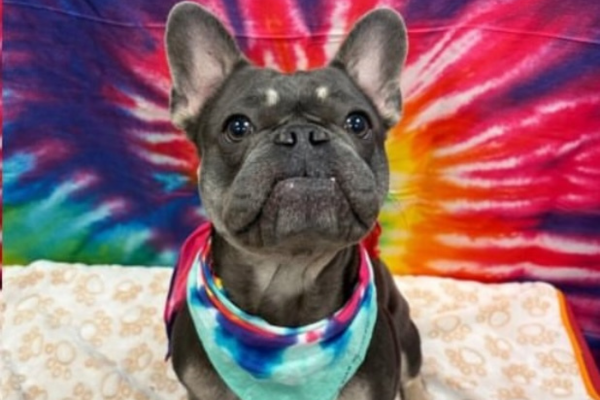 A dog in front of a tide-dye backdrop for a photoshoot at Dogtopia of Houston Waugh Drive