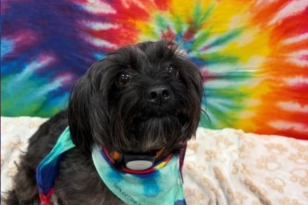 A dog in front of a tide-dye backdrop for a photoshoot at Dogtopia of Houston Waugh Drive