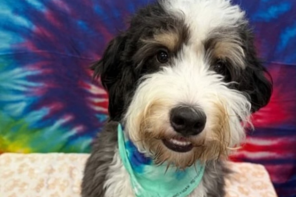 A smiling dog in front of a tide-dye backdrop for a photoshoot at Dogtopia of Houston Waugh Drive