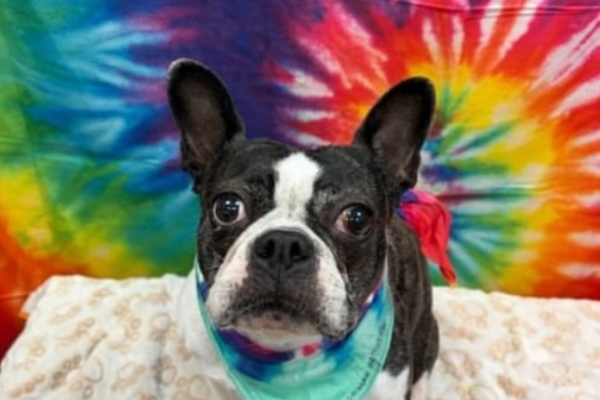 A dog in front of a tide-dye backdrop for a photoshoot at Dogtopia of Houston Waugh Drive