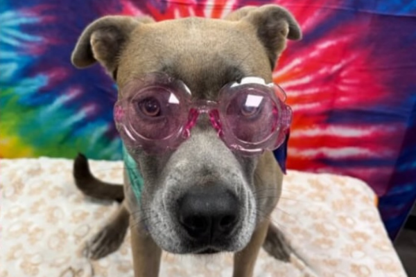 A dog in front of a tide-dye backdrop for a photoshoot at Dogtopia of Houston Waugh Drive