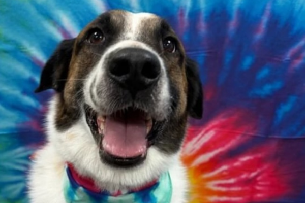 A dog smiling against a tie-dye background at Dogtopia of Houston Waugh Drive