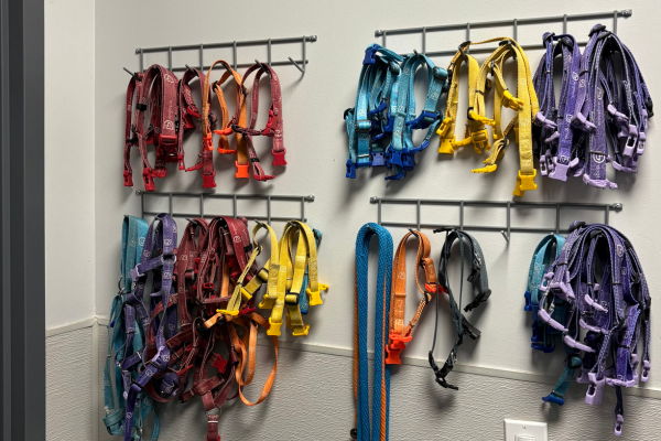 Dog collar wall at Dogtopia of Houston - Waugh Drive