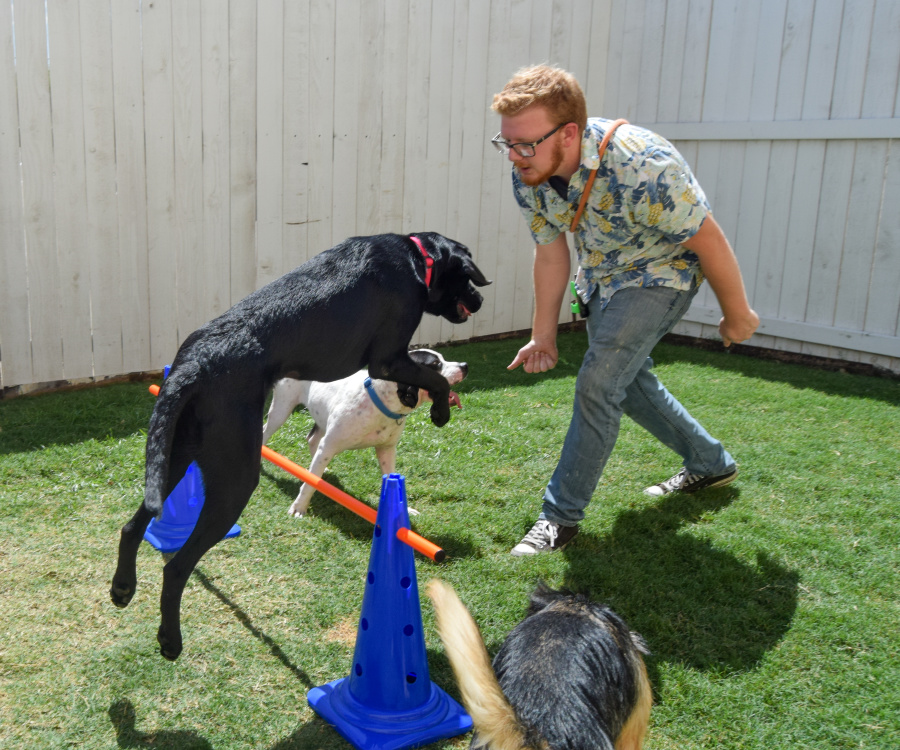 Agility Games Day Waco