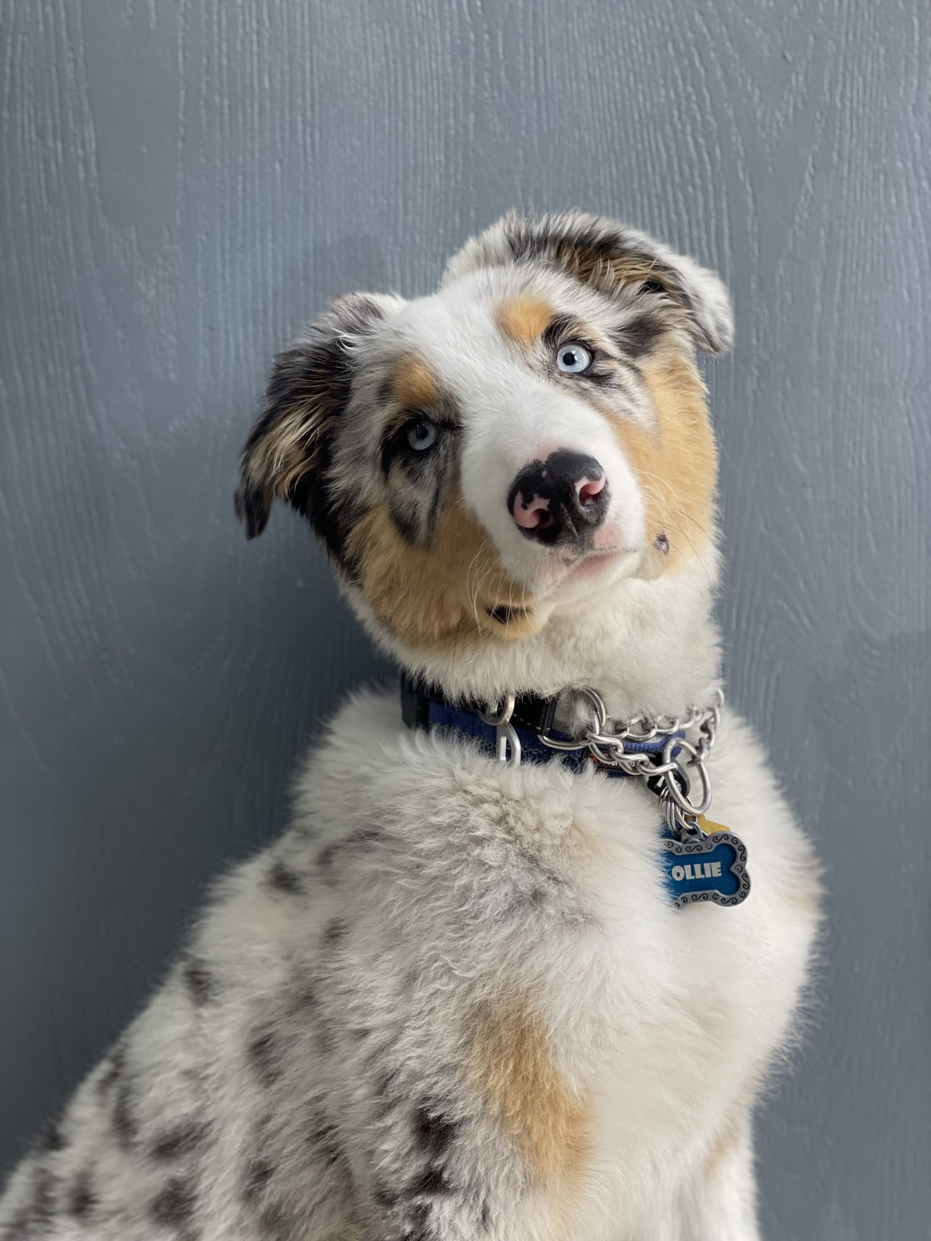 Dog Daycare, Boarding, Spa Temecula Dogtopia Temecula