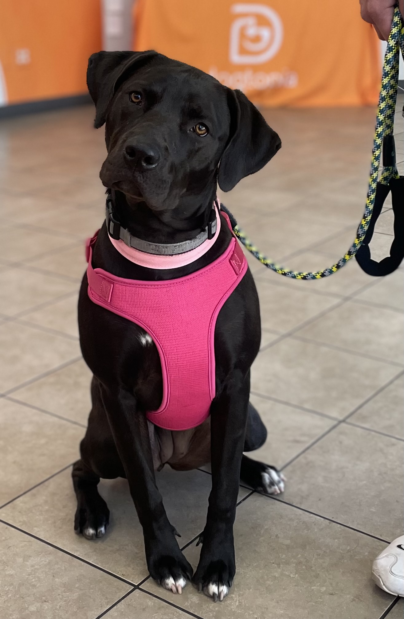 Dog Daycare, Boarding, Spa Temecula Dogtopia Temecula