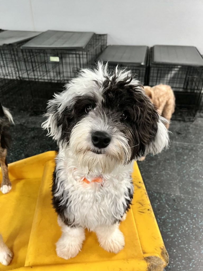 Dog Daycare, Boarding, Spa Temecula Dogtopia Temecula