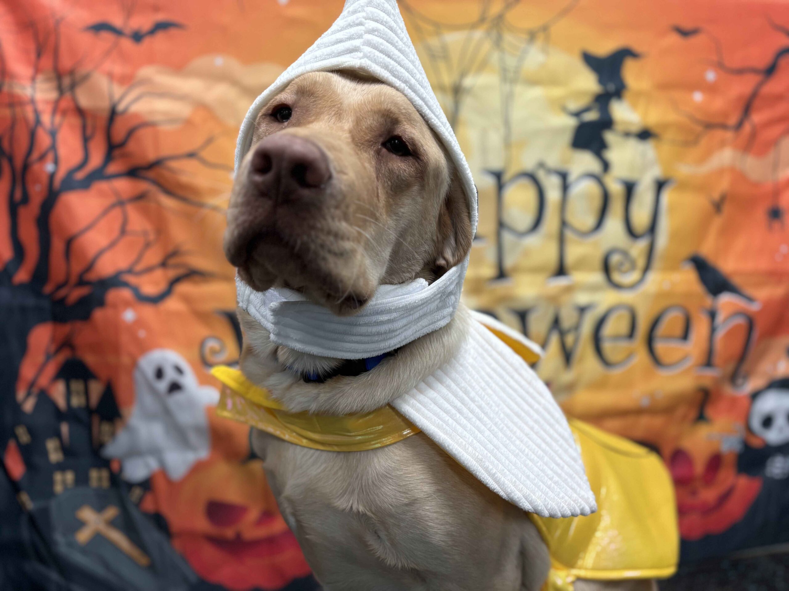Costume Dog