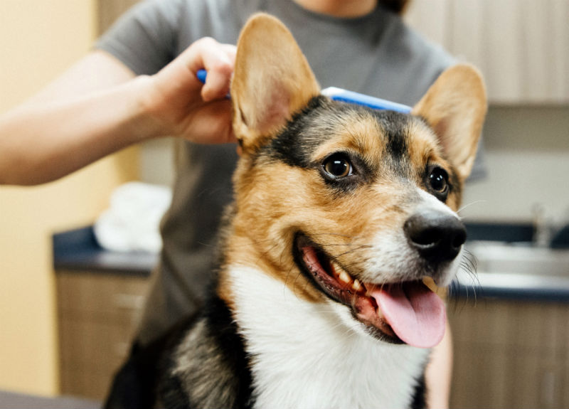 Dog Grooming, Spa Services Calgary South Dogtopia Douglas Glen