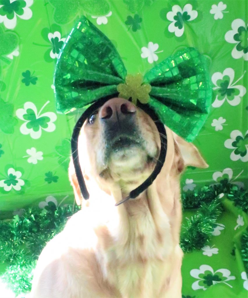 Dog Daycare, Boarding, Spa Calgary SE Dogtopia Douglas Glen