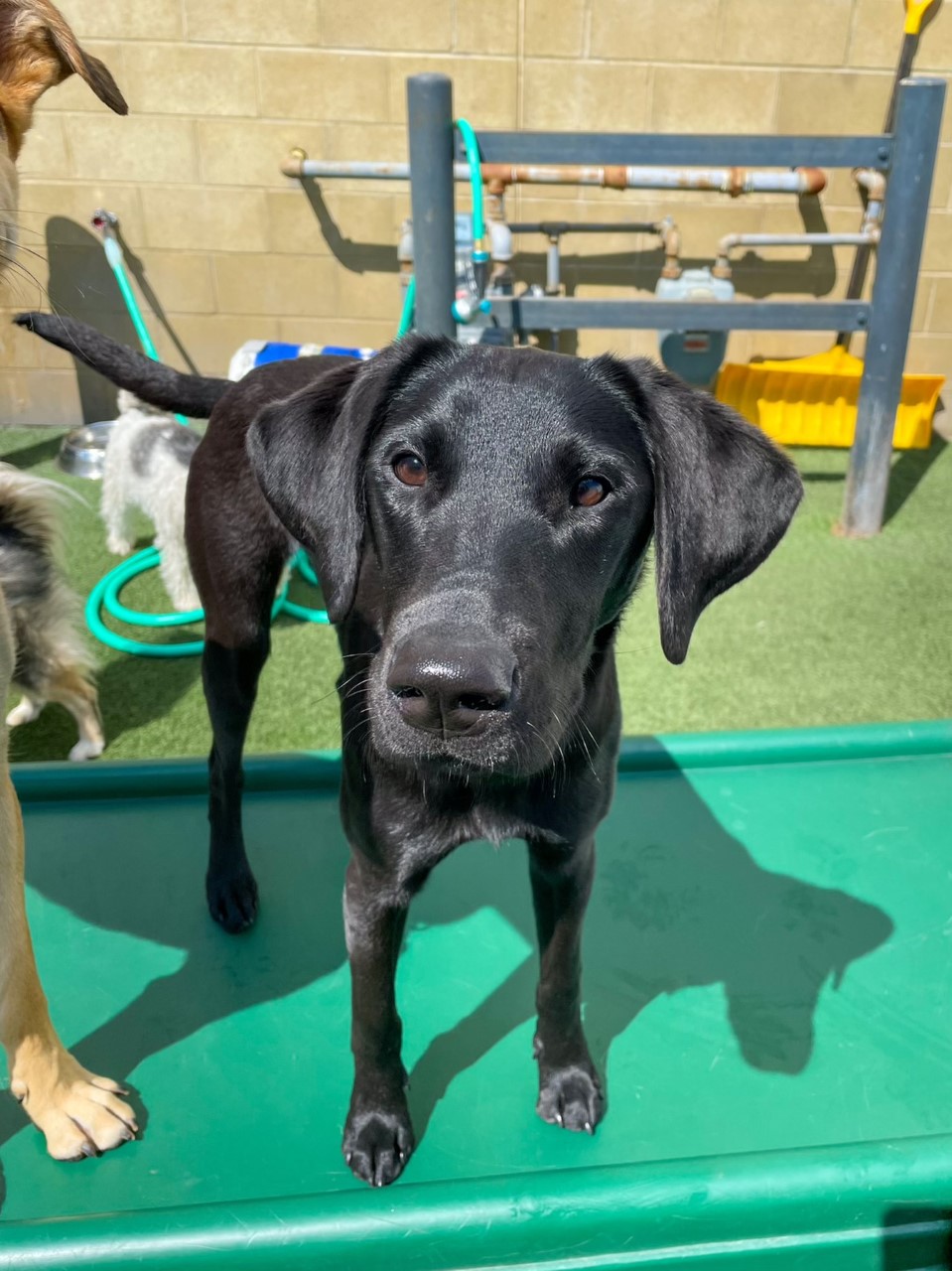 Dog Daycare, Boarding, Spa Calgary SE Dogtopia Douglas Glen