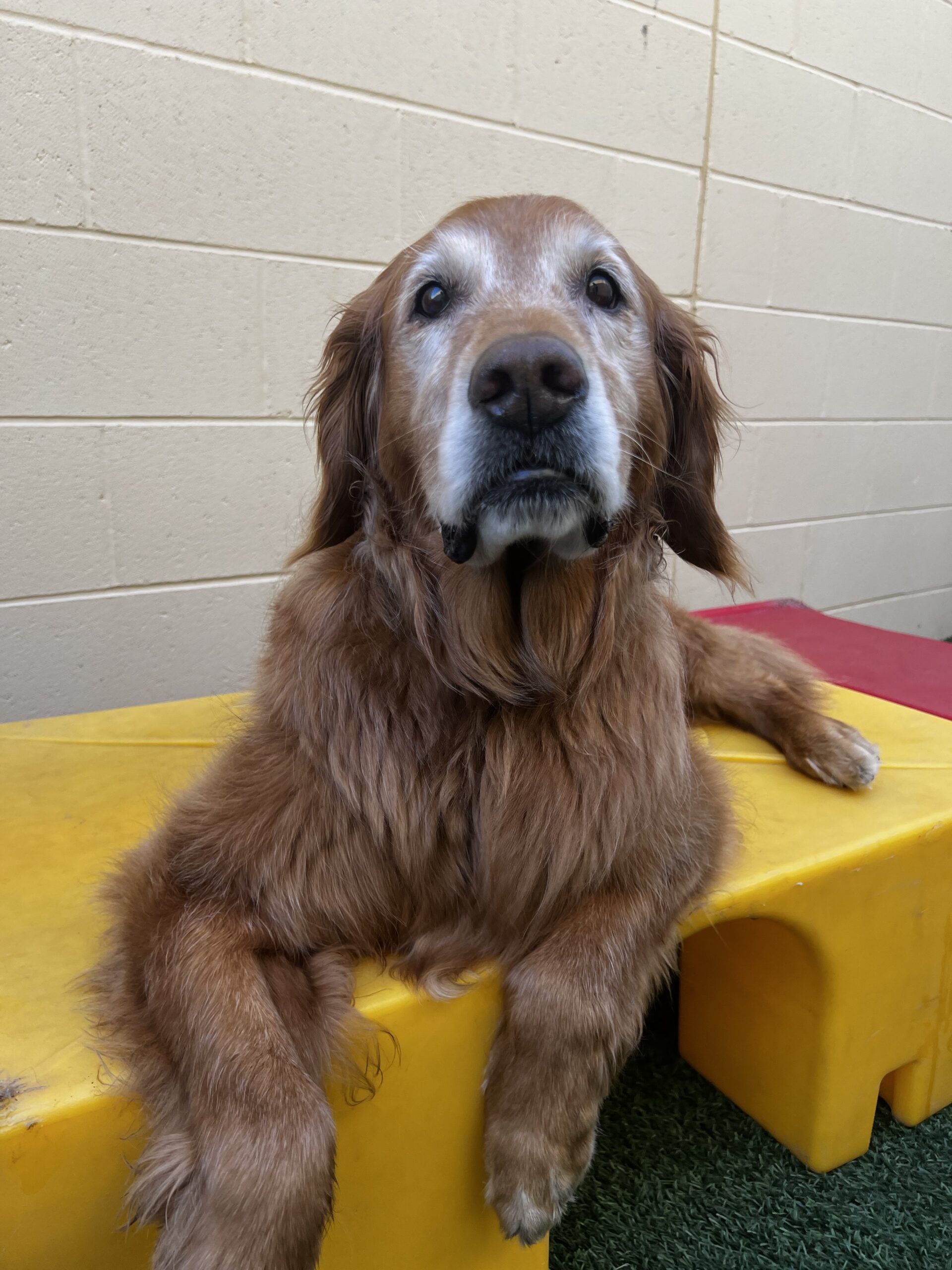 Dog Daycare, Spa, Boarding Omaha Dogtopia Omaha