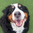 Ernest the Bernese Mountain Dog!